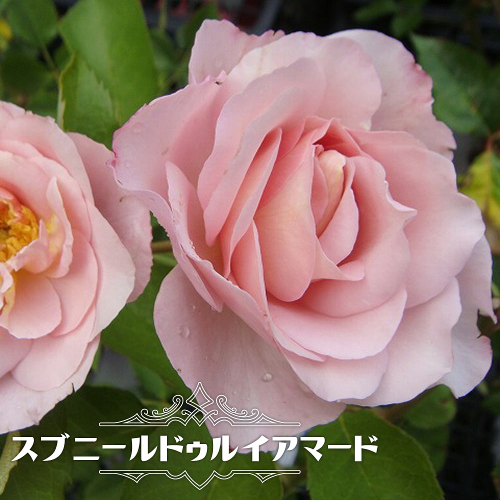 バラ ロココ S シュラブ 半つるバラ 苗 植え方 苗木部 By 花ひろばオンライン