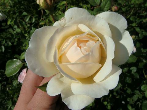 バラ リッチフィールドエンジェル 苗 販売 苗木部 By 花ひろばオンライン