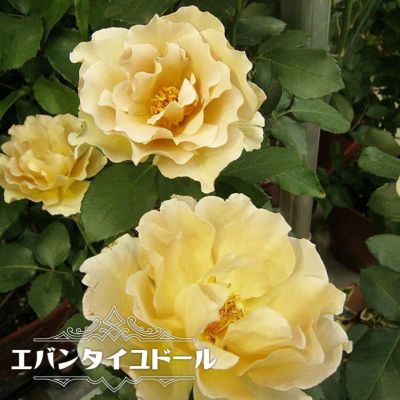 花色で選ぶ木バラ 苗木部 本店 By 花ひろばオンライン 花色で選ぶ木バラ 苗木部 本店 By 花ひろばオンライン