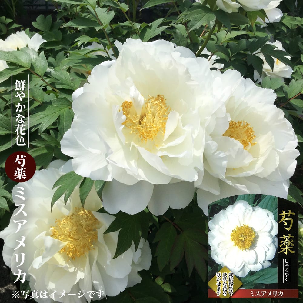 芍薬 滝の粧 苗 販売 苗木部 By 花ひろばオンライン