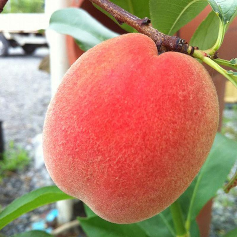 はっひめ 桃 摘果桃10kg はっひめ 桃 摘果桃10kg はっひめ 桃 摘果桃10kg 楽天市場】