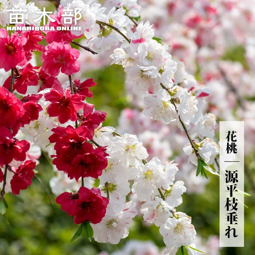 ハナモモ 源平しだれ桃 ゲンペイシダレモモ 2年生 接ぎ木 苗 観賞花木 苗木部 本店 By 花ひろばオンライン