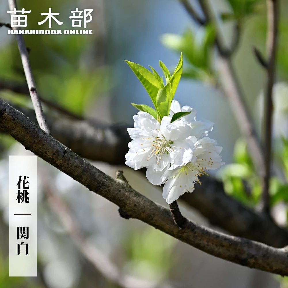 花桃 ハナモモ 関白 カンパク 寒白桃 1年生接ぎ木苗 庭木 落葉樹 シンボルツリー レビュー 苗木部 本店 By 花ひろばオンライン