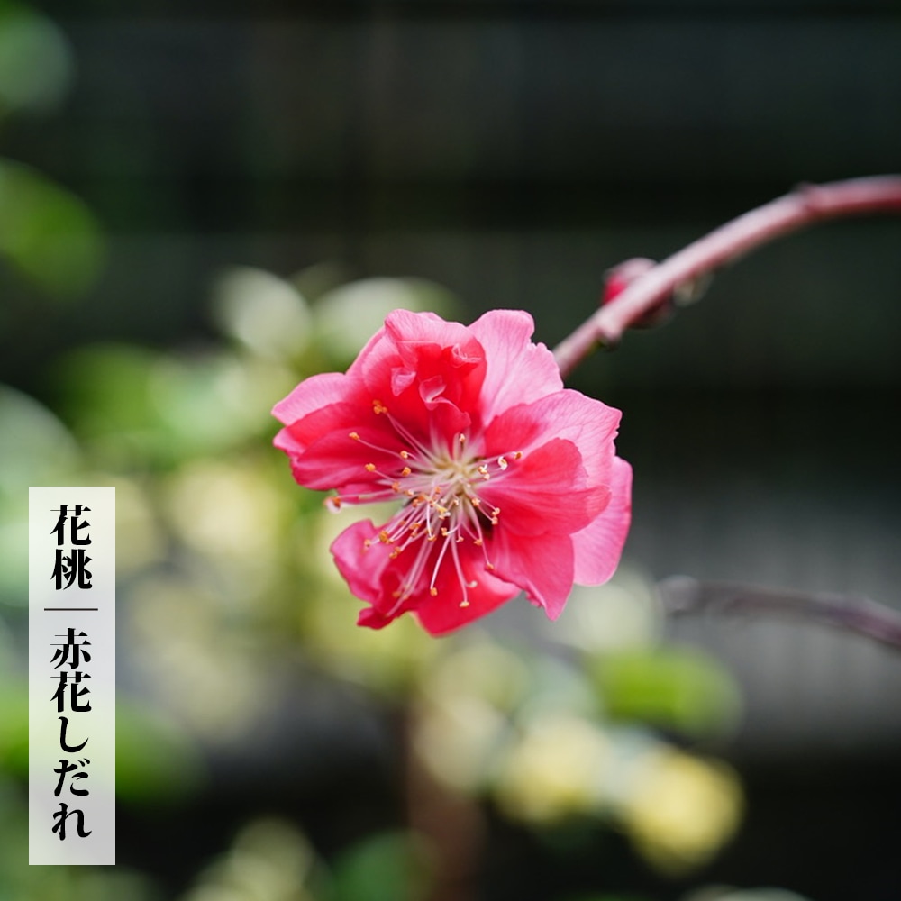 ハナモモ 赤花 枝垂れ桃 苗 販売 苗木部 By 花ひろばオンライン ハナモモ 赤花 枝垂れ桃 苗 販売 苗木部 By 花ひろばオンライン