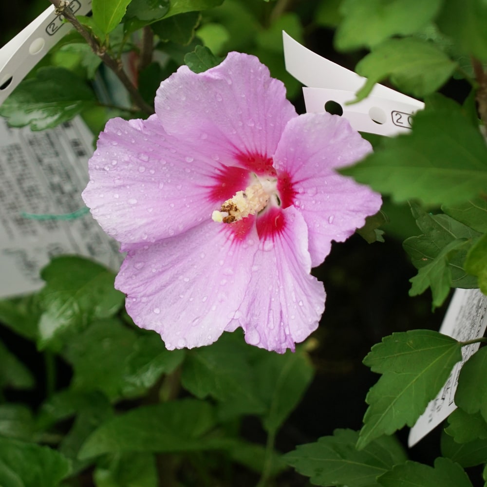 000000005594-06-l.jpg?t=