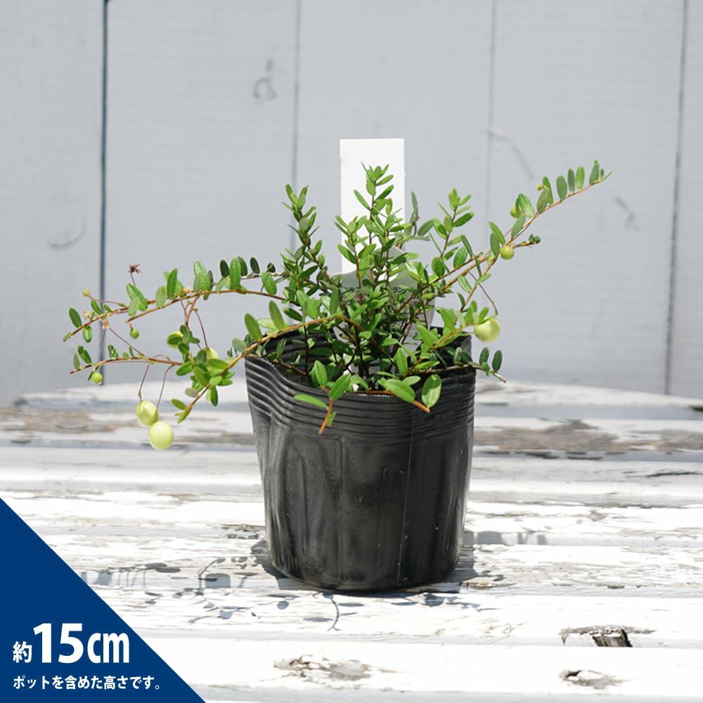 000000105557-03-l.jpg?t=