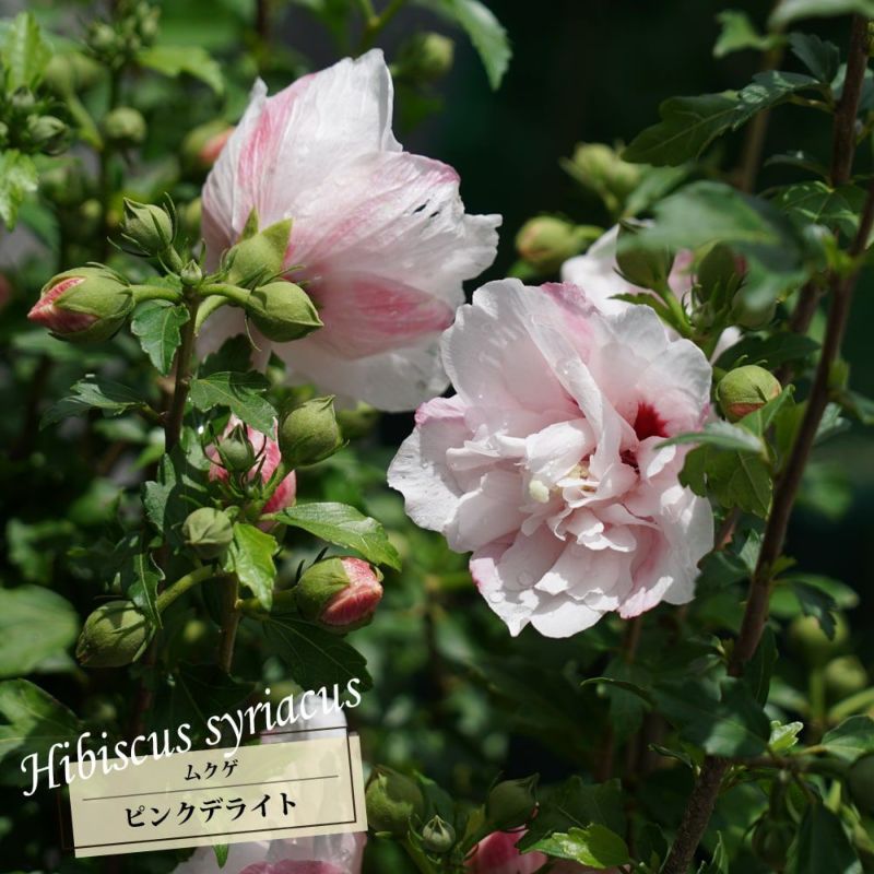 ムクゲ 木槿 ピンクデライト 苗 販売 苗木部 By 花ひろばオンライン ムクゲ 木槿 ピンクデライト 苗 販売 苗木部 By 花ひろばオンライン