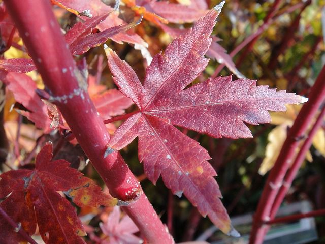 カエデ・もみじ 珊瑚閣 イロハモミジ系 苗 販売 苗木部 By 花ひろば