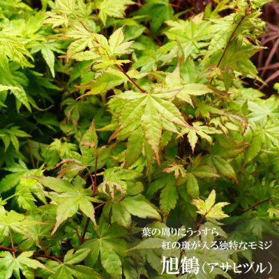 モミジ 旭鶴 アサヒヅル テーブルサイズ 鉢苗 落葉樹 もみじ 苗 観葉植物 苗木部 本店 By 花ひろばオンライン