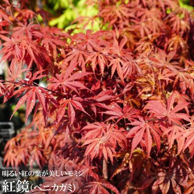 モミジ 花まとい テーブルサイズ 鉢苗 落葉樹 もみじ 苗 観葉植物 イロハモミジ系