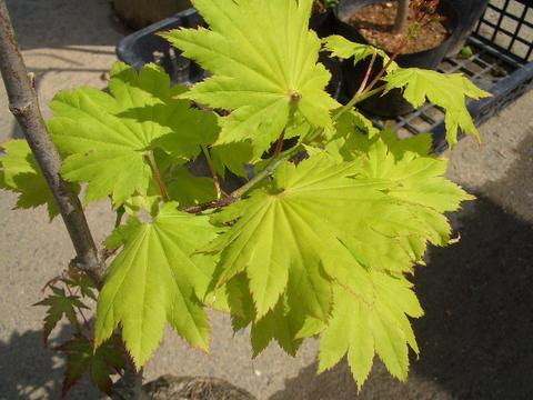 イタヤモミジ（持ち込み古い） 000000005715-03-l.jpg?t=