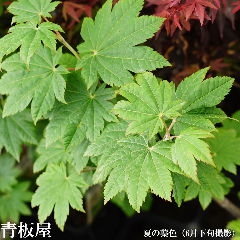 000000005716-02-l.jpg?t=