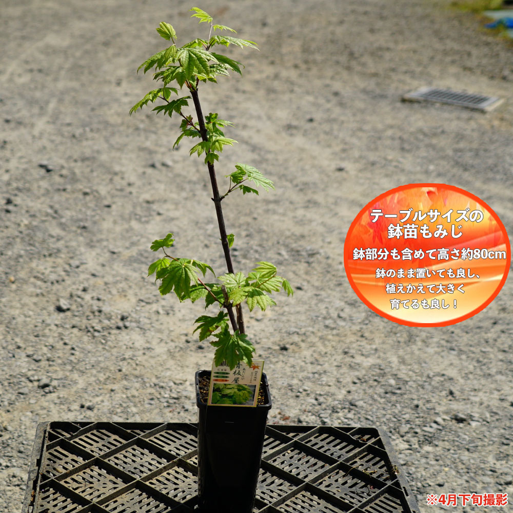 カエデ・もみじ 青板屋 苗 販売 苗木部 By 花ひろばオンライン