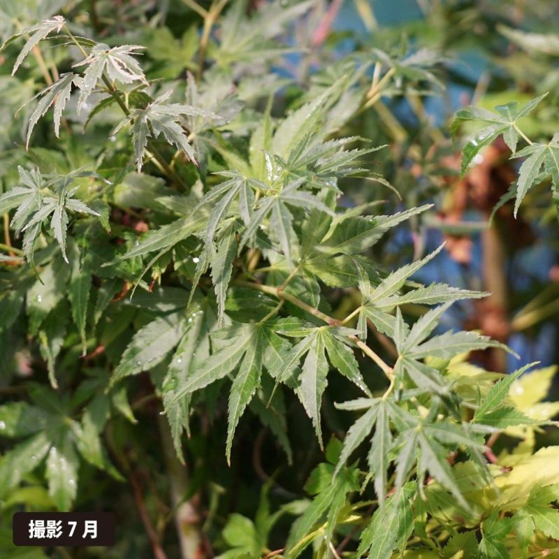 モミジ 桂 苗 おすすめ 苗木部 By 花ひろばオンライン