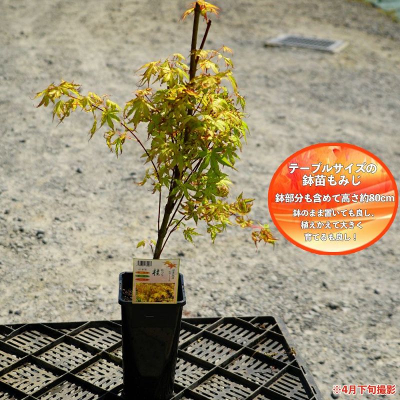 カツラモミジ【品番3307】 カツラモミジ【品番3307】 - メルカリ