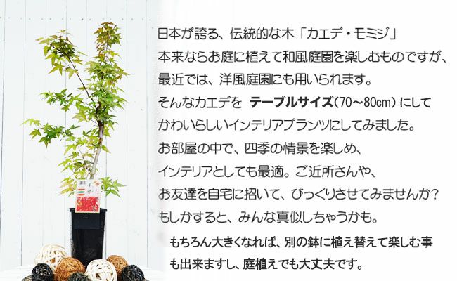 モミジ 桂 苗 おすすめ 苗木部 By 花ひろばオンライン