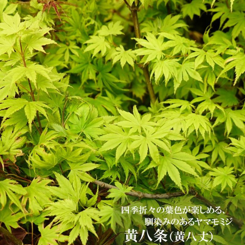 カエデ・もみじ ヤマモミジ系 黄八条 苗 販売 苗木部 By 花