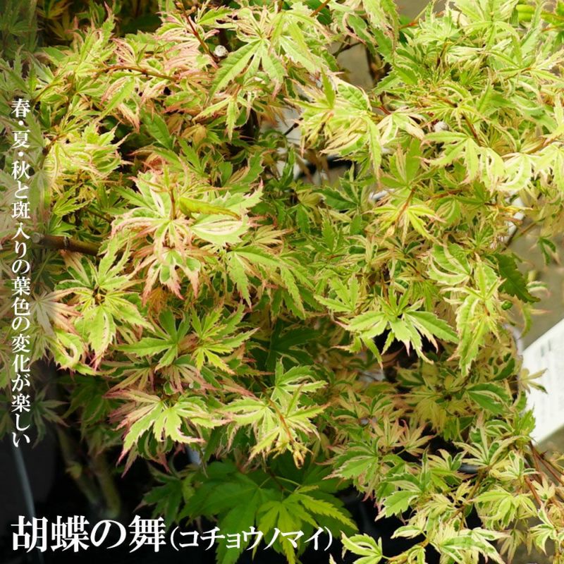 楽天市場】庭木・植木 庭木苗：胡蝶の舞モミジ（こちょうのまい