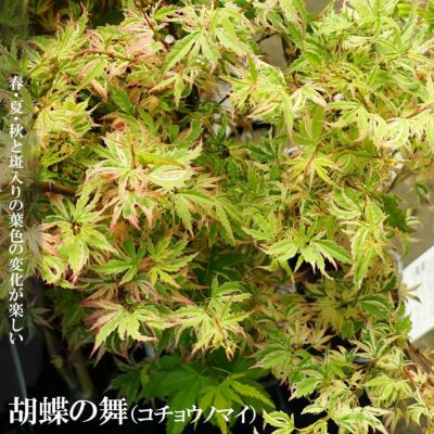 モミジ 花まとい テーブルサイズ 鉢苗 落葉樹 もみじ 苗 観葉植物 イロハモミジ系