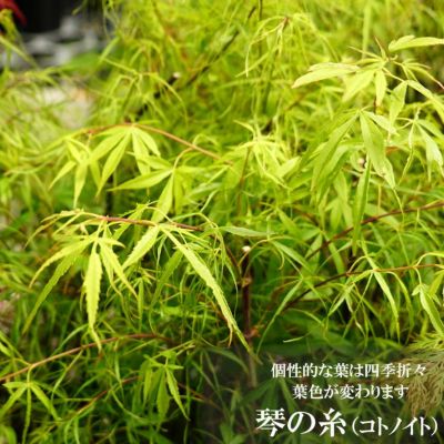 モミジ 花まとい テーブルサイズ 鉢苗 落葉樹 もみじ 苗 観葉植物 イロハモミジ系