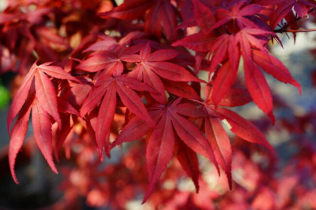 もみじ苗木　猩々野村 000000005732-05-l.jpg?t=