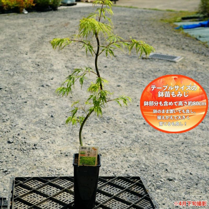 カエデ・もみじ 青しだれ ヤマモミジ系 苗 販売 苗木部 By 花 カエデ・もみじ 青しだれ ヤマモミジ系 苗 販売 苗木部 By 花