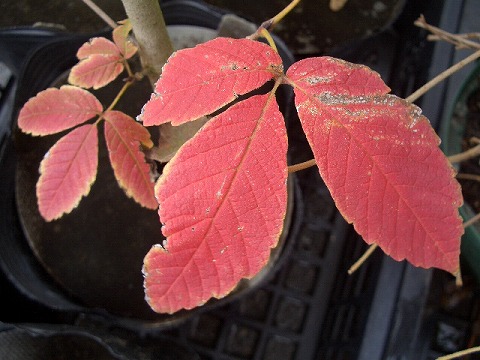 ヤシ サバルヤシの通販 おすすめ 苗木部 By 花ひろばオンライン