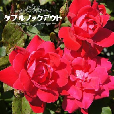 大苗 薔薇 レッドレオナルドダヴィンチ ☆四季咲き☆薔薇苗☆バラ☆赤