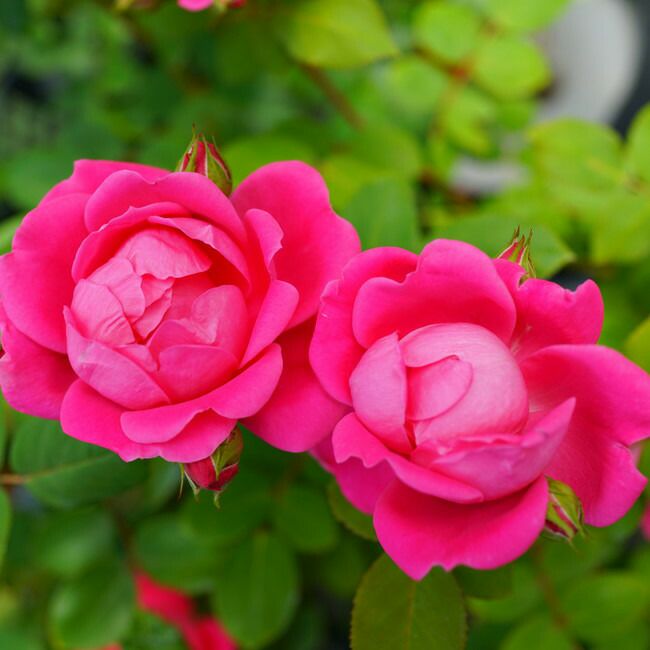 バラ ピンクダブルノックアウト FL フロリバンダ 苗 販売 苗木部 By 花