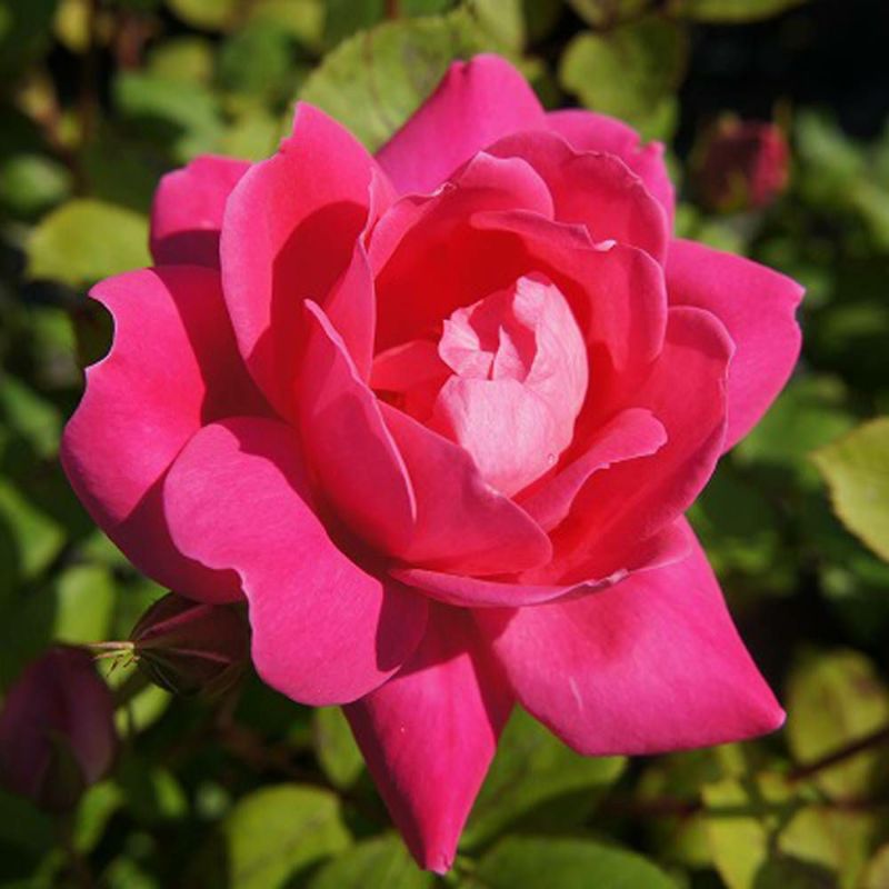 000000006003-08-l.jpg?t=