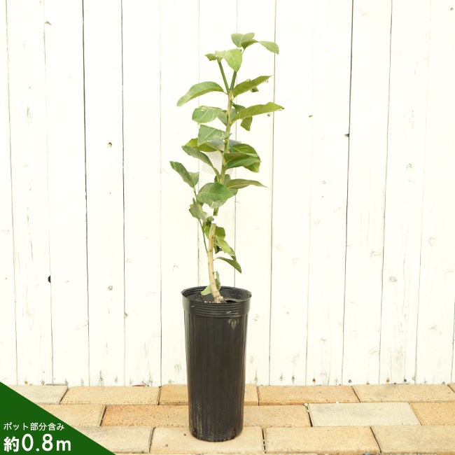 グレープフルーツ ルビー 5年生 大苗 000000007896-01-l.jpg?t=