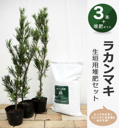 日陰に強い目隠し 苗木部 本店 By 花ひろばオンライン 日陰に強い目隠し 苗木部 本店 By 花ひろばオンライン
