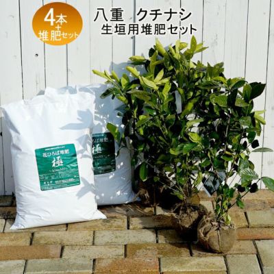 八重咲き クチナシ オオヤエクチナシ 根巻き苗 生垣セット 八重クチナシ 苗 4本と花ひろば堆肥 極み 2袋 苗木部 本店 By 花ひろばオンライン