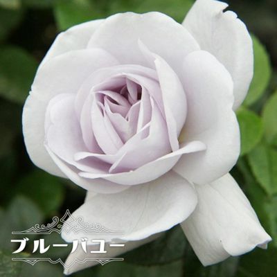 花色と樹形で選ぶバラ | 苗木部 本店 By 花ひろばオンライン 花色と樹形で選ぶバラ | 苗木部 本店 By 花ひろばオンライン