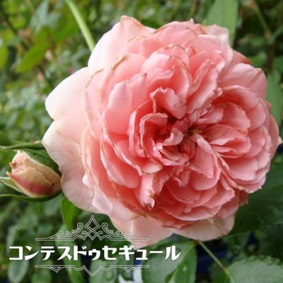 現品限り一斉値下げ プリンセスシャルレーヌドゥモナコ バラ苗 大苗 苗 薔薇 強健 強香 植物 観葉植物 Csjla Pe