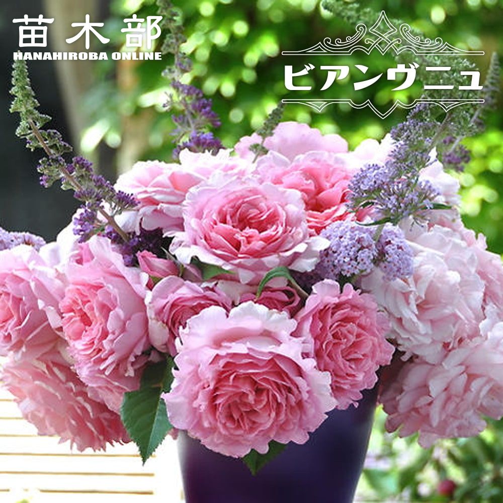 バラ エンジェルハート Cl クライミング つるバラ 苗 販売 苗木部