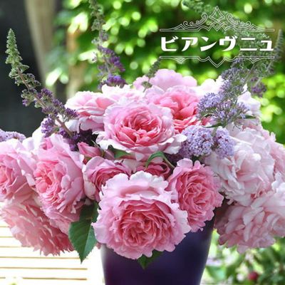 ピンク系のツルバラ 苗木部 本店 By 花ひろばオンライン
