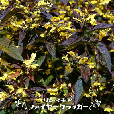 ベロニカ ロンギフォリア ピンクシェーズ 苗 販売 苗木部 By 花ひろばオンライン ベロニカ ロンギフォリア ピンクシェーズ 苗 販売 苗木部 By 花ひろばオンライン