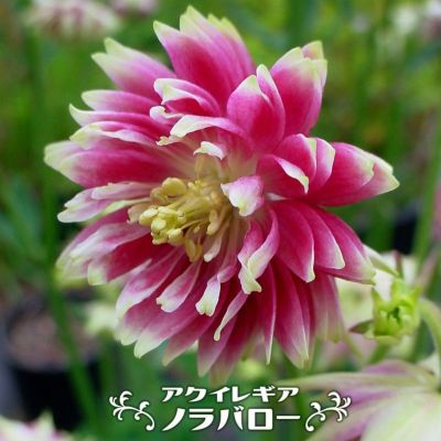 ゲウム マイタイ 宿根草 多年草 苗の販売 苗木部 By 花ひろばオンライン ゲウム マイタイ 宿根草 多年草 苗の販売 苗木部 By 花ひろばオンライン