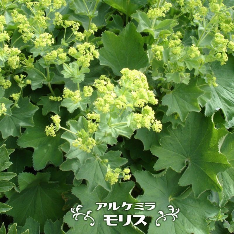 アルケミラ・モリス　２ポット 抜き苗 アルケミラ・モリス 2ポット 抜き苗 アルケミラ・モリス 2