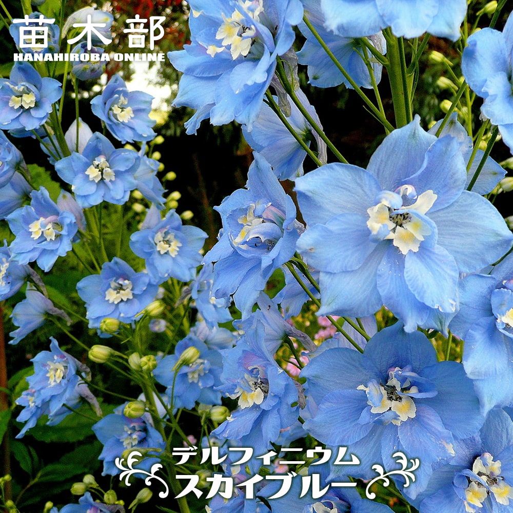 デルフィニウム スカイブルー オオヒエンソウ ポット苗 宿根草 苗 多年草 耐寒性 レビュー 苗木部 本店 By 花ひろばオンライン