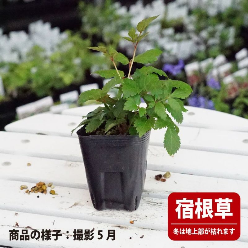 アスチルベ リズムアンドブルース 苗 販売 苗木部 By 花ひろばオンライン アスチルベ リズムアンドブルース 苗 販売 苗木部 By 花ひろばオンライン
