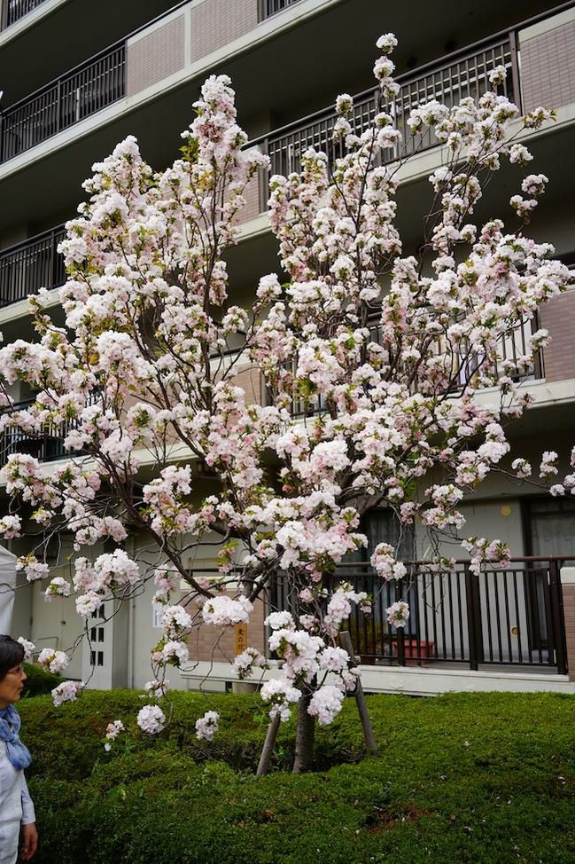 狭い場所でも楽しめます。箒状に伸びる八重桜。 ほうき桜 【天の川】 2年生 接木苗 6号ロングポット