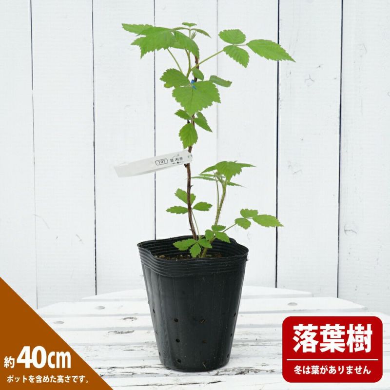 ラズベリー ワインダーイエロー 苗 販売 苗木部 By 花ひろばオンライン