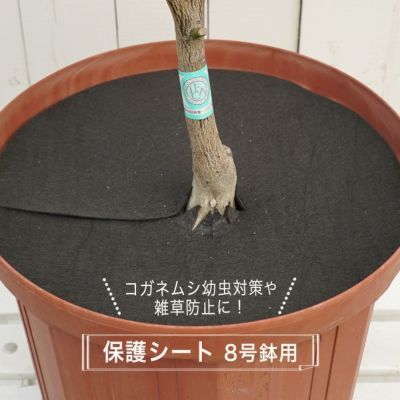 コガネムシの幼虫予防カバー 8号用 直径22 5cm 雑草 ネキリムシの防止不織布 資材 ネコポス対応可能 苗木部 本店 By 花ひろばオンライン