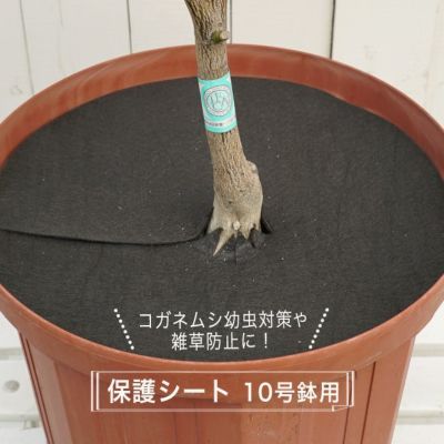 コガネムシの幼虫予防カバー 10号用 直径29cm 雑草 ネキリムシの防止不織布 資材 ネコポス対応可能 苗木部 本店 By 花ひろばオンライン