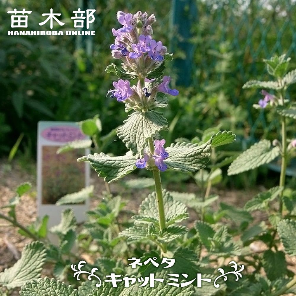 オーダー受付】ペーパークラフト 葉っぱ オーダー受付】ペーパークラフト 葉っぱ