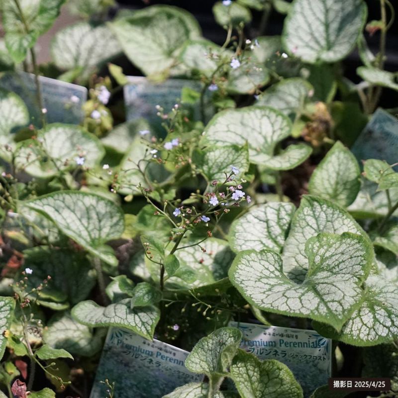 特選1 アロエ アンカラネンシス（実生苗） 特選1 アロエ アンカラネンシス（実生苗）