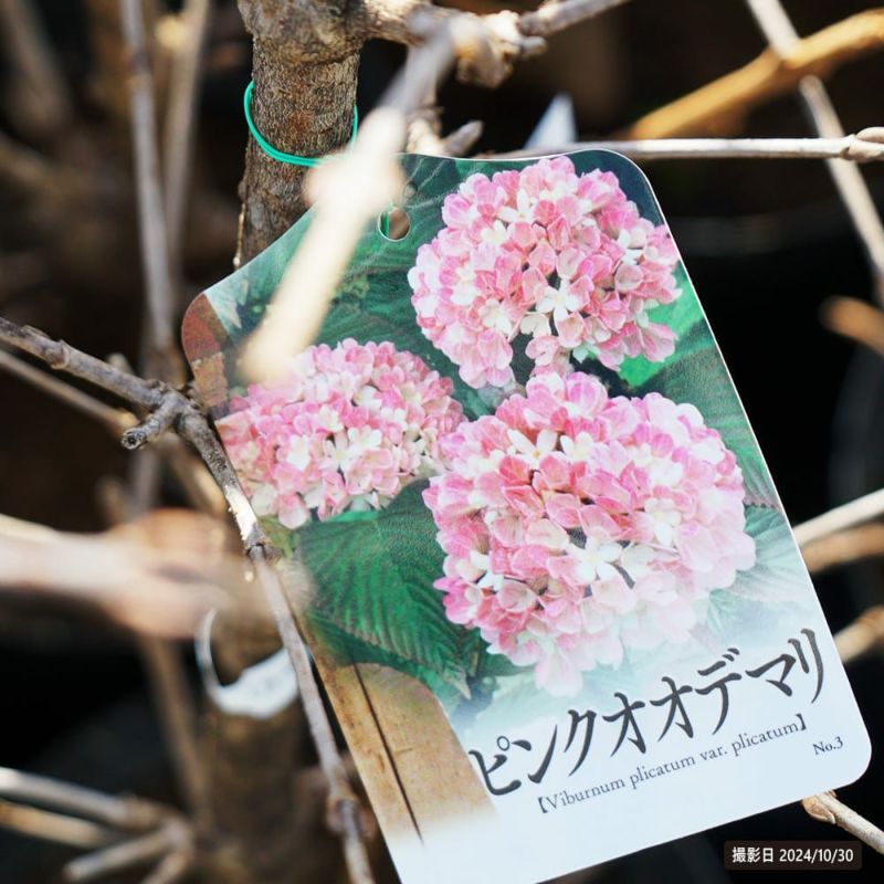 ビバーナム ピンクオオデマリ 苗 販売 苗木部 By 花ひろばオンライン ビバーナム ピンクオオデマリ 苗 販売 苗木部 By 花ひろばオンライン