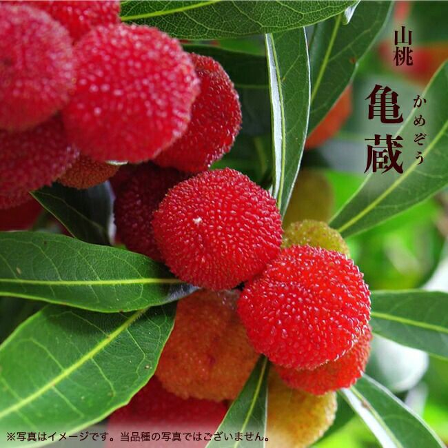 ☆朗報☆岡山県産ヤマモモ本日収穫6月２０日中粒２キロ プレゼント小粒300グラム 岡山県産ヤマモモ(山桃)、2キロ、プレゼント小粒300グラム